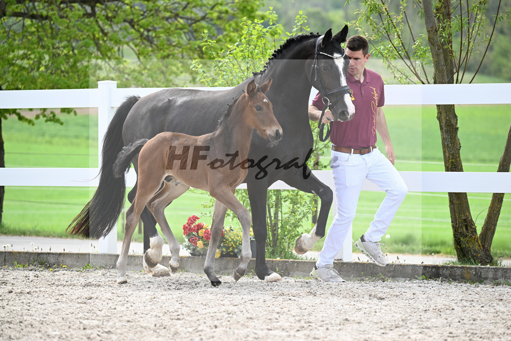 Kat-Nr. 18 HF La Paix x Escamillo_Kusterer_23260472 | hf-fotografie - Realisiert mit Pictrs.com