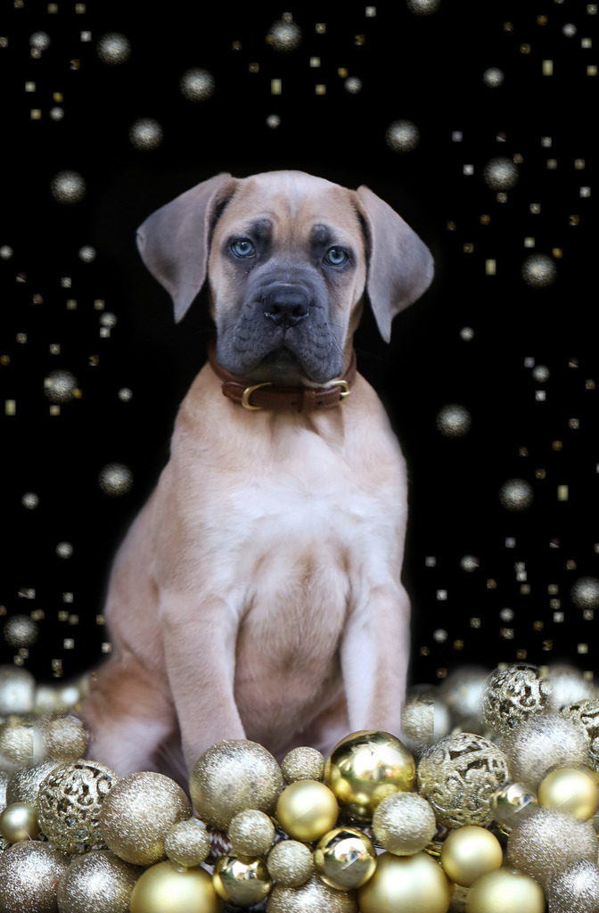 Belle1 | Emotionale Pferde- & People-Fotografie rund um Heidelberg, Leimen & Umgebung. Natürliche Fotos von Pferd, Mensch & Familie. Jetzt Termin sichern!