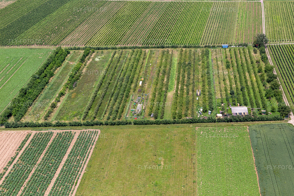 Luftbild: Eier-Meier Obstplantage im Ortsteil Mühlhofen in Billigheim-Ingenheim im Bundesland Rheinland-Pfalz in Deutschland. Foto: IMG_127235.jpg vom 26.06.2021 durch Werner Riehm/FLY-FOTO.de