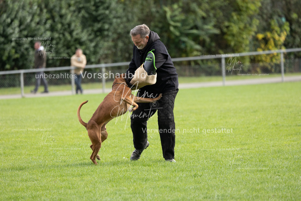 _16A7079 | Einzigartige Fotos von Hunden & Menschen –Actionfotos, Portraits, Vereinsaufnahmen & Paarshootings – authentisch, lebendig & mit Herz.