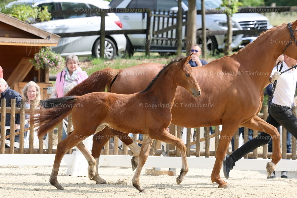 TrakFohlenschHennef17052025MC3H5A7520B | Pferdefotos online bestellen - Realisiert mit Pictrs.com