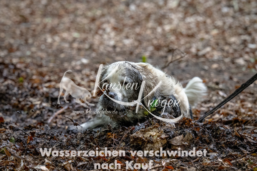1135_ZZ91559-Bearbeitet | kk-dogfotos