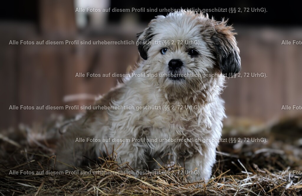 1P5A1254_4 | krollfotografie - Realisiert mit Pictrs.com