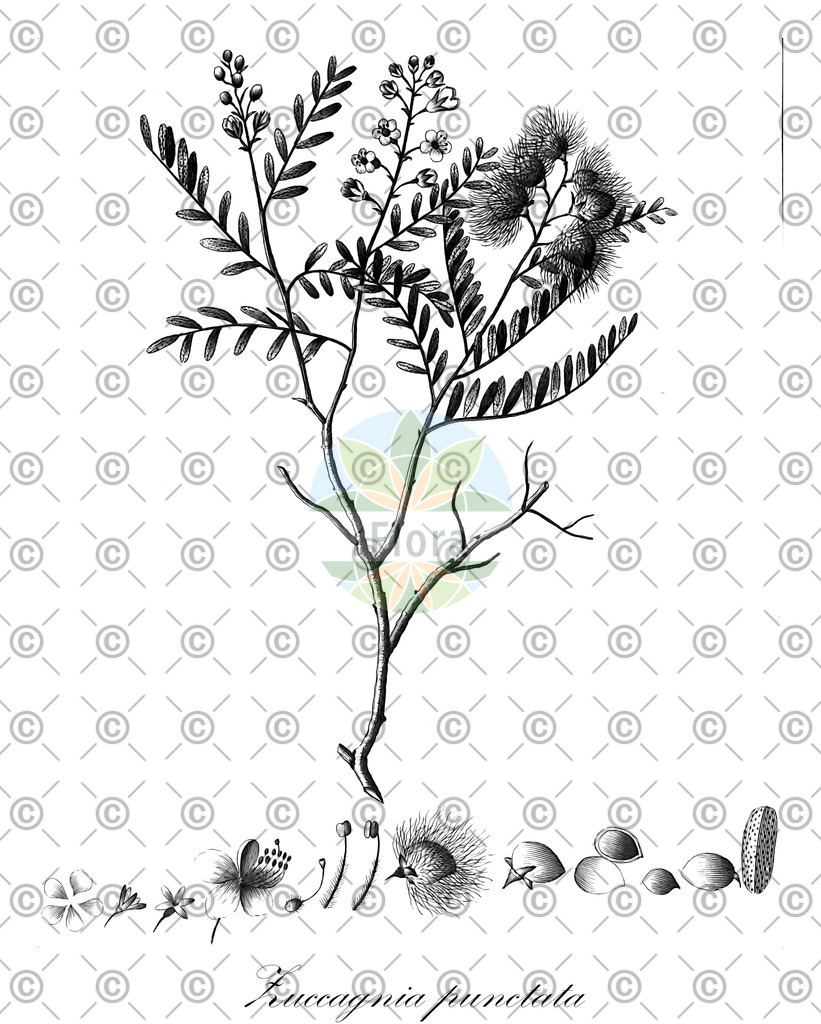 HistAbb_wfo-0000908354_1_ENZY_Simple | Historische Abbildung von Zuccagnia punctata - Fabaceae | Historical Illustration of Zuccagnia punctata - Fabaceae