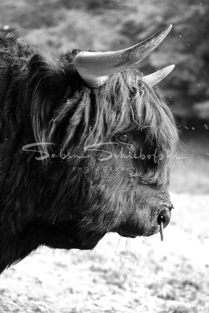 20-05-102020_05-NEU_11sw | People- und Tierfotografie, Imageaufnahmen, Veranstaltungsfotografie und Wandbilder aus der Natur ★ Made in Germany ✔️ Druck + Downloads ✔️ Naturfotografie in Top Qualität ★ schneller Versand, weltweite Lieferung! - Realisiert mit Pictrs.com