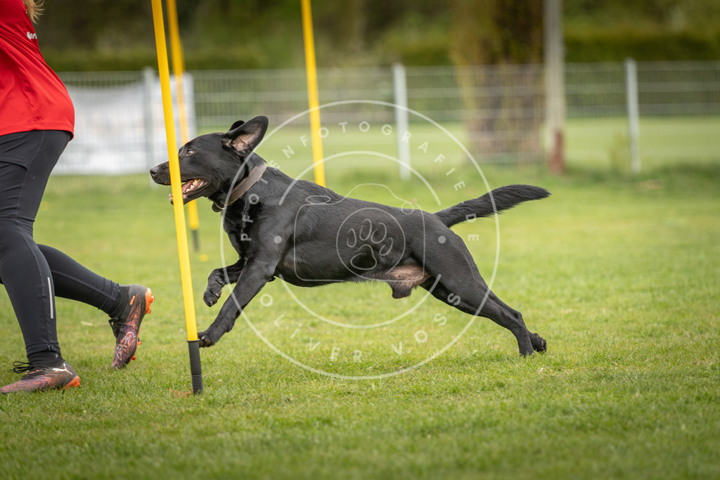 Pfotenfotografie_DV3A0002 | Hundefotografie, Tierfotograf, Pfotenfotografie, Fotoshooting Hund, Hunde Portrait, Hundesport, Hundeportraits, Heideshooting, Hunde, Sportfotograf, Hundefotograf, Turnierhundsport, THS,  - Realisiert mit Pictrs.com