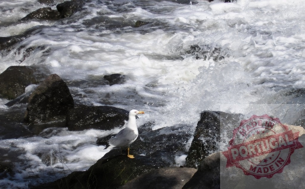 Seagull standing on rocky shore with splashing waves. Norte - Portugal | Seagull stands on a rock next to white water splashing over submerged boulders - Realized with Pictrs.com