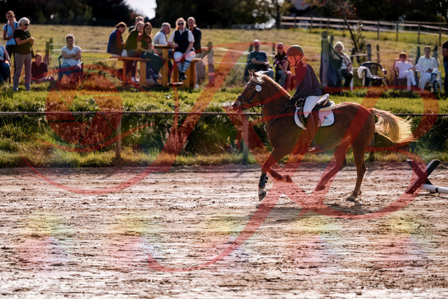 2026_10_03_Siefer-Hof_144706_Z81_23824459 | Professionelle Reitsport-, Turnier- und Eventfotografie von Robert Broda. Galerien mit ausgewählten und bearbeiteten Bildern direkt online ansehen und bestellen.