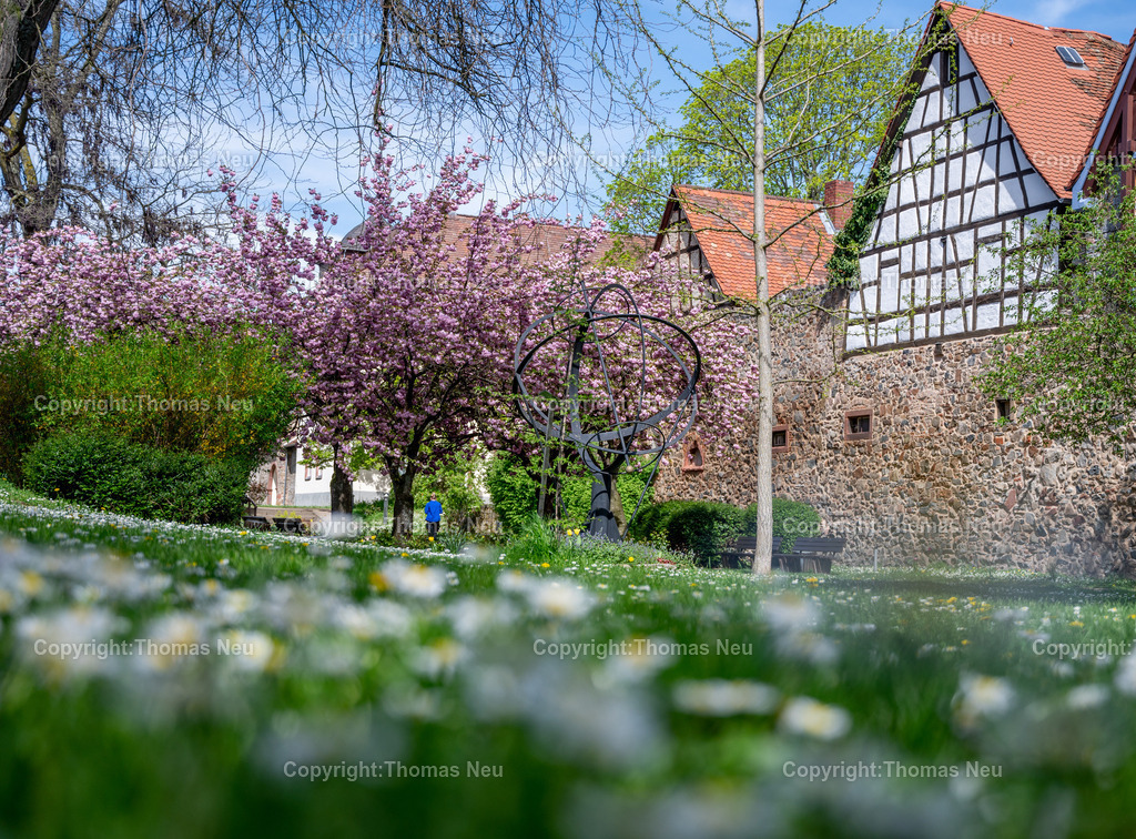 zwingenberg-stadtpark-bergstrasse-fruehling-altstadt-kirschbluete-hessen-Fotografie-Thomas-Neu-27 | Zwingenberg an der hessichen Bergstraße ist die älteste Stadt an der Bergstraße, mit einer wunderschönen Altstadt mit zahlreichen Fachwerkhäusern liegt unterhalb des Melibokus,hier im Frühling wenn im Stadtpark zahlreiche Bäume und Sträücher blühen und einen besondern Zauber ausüben,  Das Motiv vermittelt die ruhige, idyllische Atmosphäre der Region und ist ideal als Wandbild für Wohnräume, Büros oder Praxen geeignet. Bild: Thomas Neu