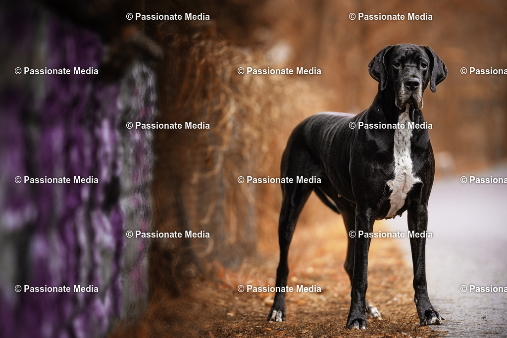 DSC021752 | Passionate Media, dein Fotograf aus Brandenburg, Märkisch Oderland, im Bereich Motorsport, Autos und Motorräder sowie Events und auch Hunde. Shootings oder auch Eventbegleitungen können bei mir gebucht we