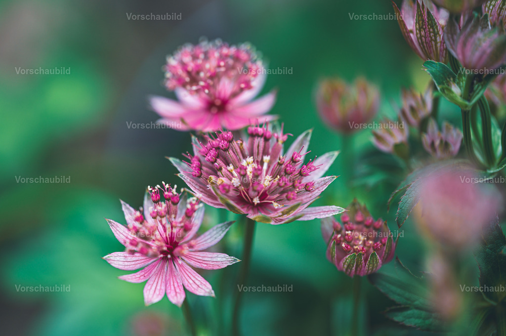 Fotoatelier Christian Hofmeister | Stadtlandschaften, sowie Makro-, Landschafts-, Natur- und Schwarzweißfotos aus der Region Celle &amp; Umgebung