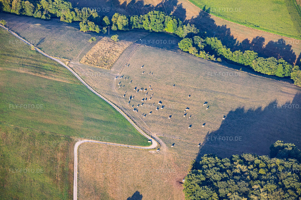 Luftbild: Weidenede Schafeherde auf trockenen Wiesen in Lembach im Bundesland Bas-Rhin in Frankreich. – Foto: IMG_158213.jpg vom 25.07.2026 durch Werner Riehm/FLY-FOTO.de – Auflösung des Originals: 6000 x 4000 px