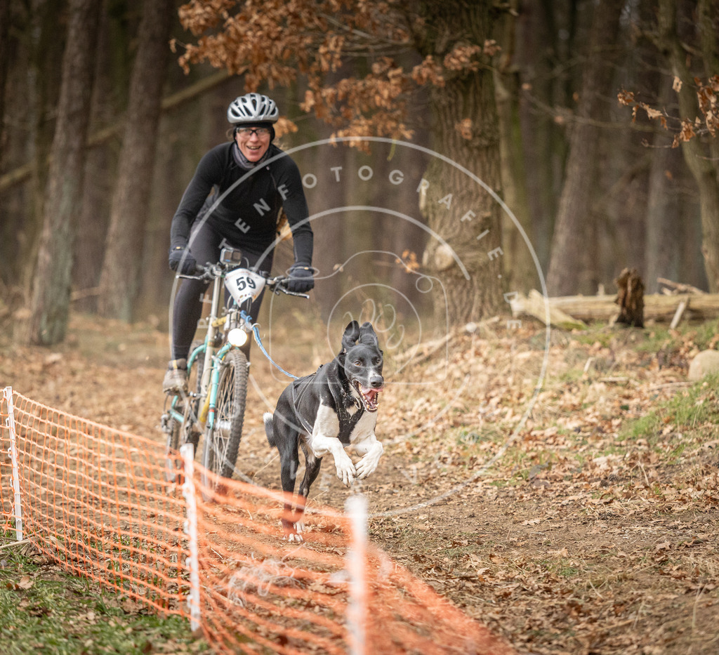 Pfotenfotografie_DV3A2988 | Hundefotografie, Tierfotograf, Pfotenfotografie, Fotoshooting Hund, Hunde Portrait, Hundesport, Hundeportraits, Heideshooting, Hunde, Sportfotograf, Hundefotograf, Turnierhundsport, THS,  - Realisiert mit Pictrs.com