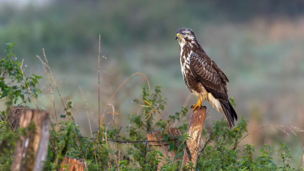 Wandbild: Wachender Greifvogel | Dieses beeindruckende Wandbild zeigt einen majestätischen Greifvogel, der stolz auf einem Pfosten sitzt. Die Szene ist in der frühen Morgenstunde aufgenommen, was durch das sanfte Licht und die zarte Morgenstimmung betont wird. Der Hintergrund ist unscharf und in natürlichen Grüntönen gehalten, wodurch der Fokus auf dem detailreichen Gefieder des Greifvogels liegt. Die umgebende Vegetation und die Tautropfen auf den Pflanzen verleihen dem Bild eine frische, friedliche Atmosphäre. Dieses Bild fängt die Essenz der Natur und die ruhige Kraft dieses beeindruckenden Vogels perfekt ein und bringt einen Hauch von Wildnis in jeden Raum.