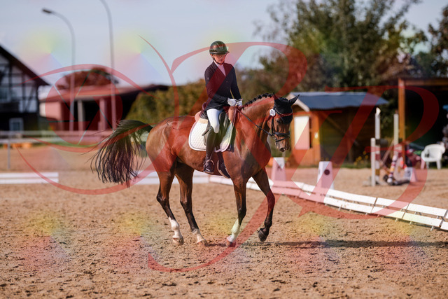 2026_10_03_Siefer-Hof_131846_Z81_66428783 | Professionelle Reitsport-, Turnier- und Eventfotografie von Robert Broda. Galerien mit ausgewählten und bearbeiteten Bildern direkt online ansehen und bestellen.