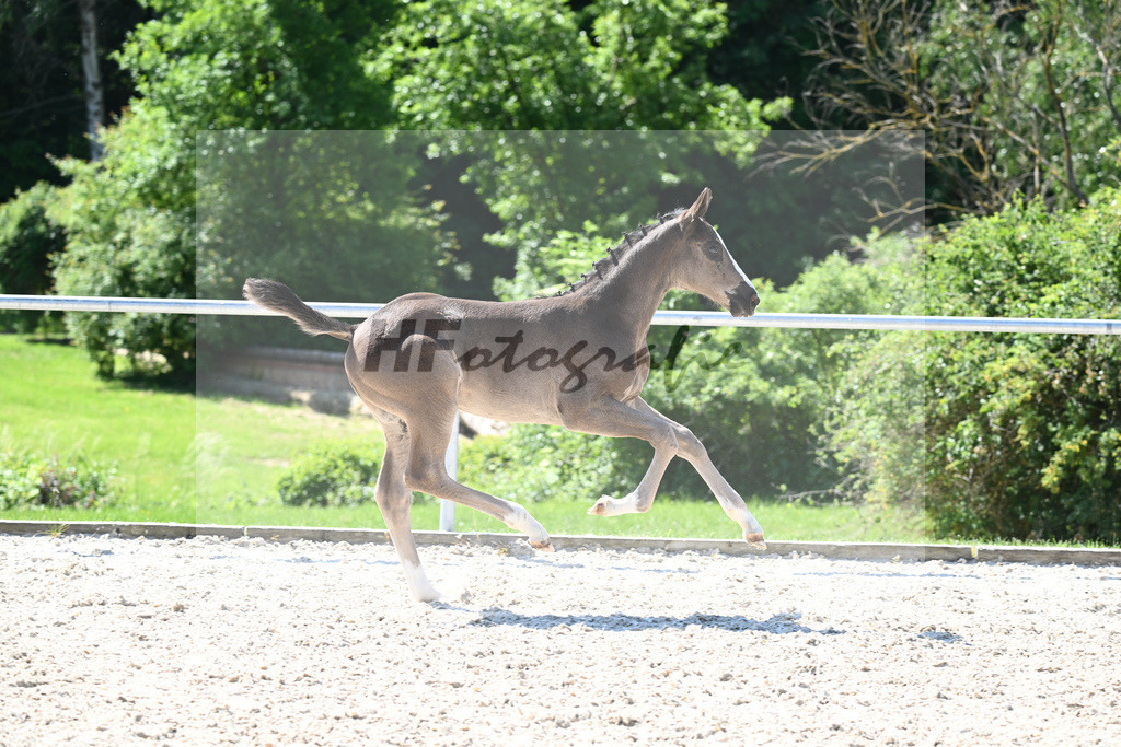 Kat-Nr. 11 HF Ellis_Kloessinger_16230245 | hf-fotografie - Realisiert mit Pictrs.com