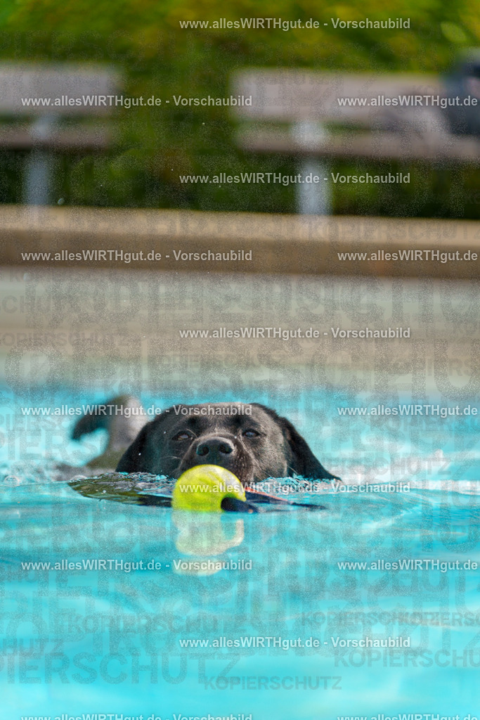 Hundeschwimmen_Grefrath_2026-allesWIRTHgut_Tierfotografie-11_22-7R503244 | Professionelle Tierfotografie in Mönchengladbach von Daniel Wirth (allesWIRTHgut). Liebevolle & natürliche Bilder von Hunden & Katzen für unvergessliche Erinnerungen.