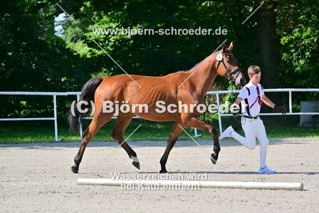 04_Kasanova_s Lady von Kasanova de la Pomme - Monte Bellini_879_3551 | Björn Schroeder Pferdefotografie