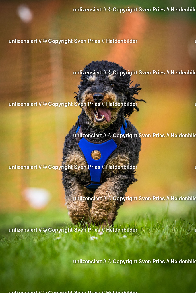 Sven Pries | 2025-04-13 - Hunderennen Baden-Baden - Realisiert mit Pictrs.com