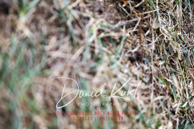 DKP41206 | Turnierfotos kaufen im Webshop von Daniel Kuhl Photography – entdecke professionelle Reitsportfotos aus Turnieren & Events. Hochwertige Turnierbilder online bestellen & sichern. Jetzt Fotos von Reitsportturnieren kaufen!