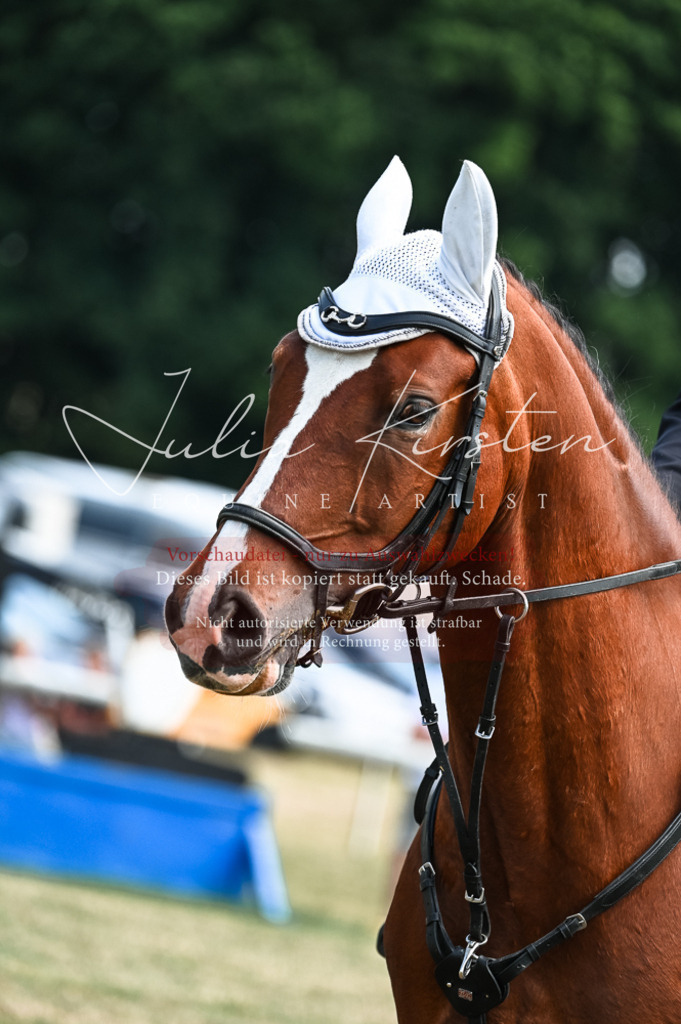 DSC_9836 | Pferde- und Turnierfotografie in Westsachsen. Pferdeportraits, Auftragszeichnungen und intuitive Kunst.