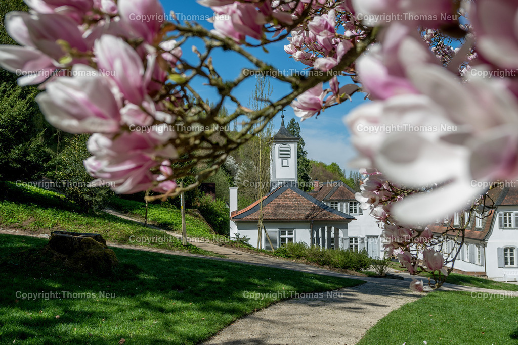 Fuerstenlager-magnolienbluete-bensheim-auerbach-staatspark-parklandschaft-sommersitz-hessische-Fuerstenfamile-Fotografie-Thomas_Neu.jpg-14 | Blick über das historische Gebäudeensemble im Staatspark Fürstenlager in Bensheim-Auerbach, eingebettet in die frühlingshafte Landschaft der Bergstraße. Blühende Magnolien und frisches Grün rahmen die klassizistischen Gebäude, während sich im Hintergrund die bewaldeten Hänge des Odenwaldrandes erheben. Der ehemalige Sommersitz der Landgrafen von Hessen-Darmstadt zeigt sich hier in seiner ganzen landschaftlichen und architektonischen Schönheit.,Bild: Thomas Neu