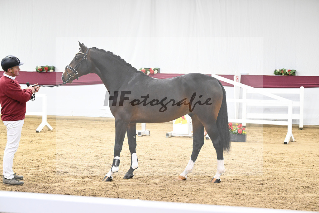 Kat-Nr. 100 Million Dollar x Diarado_ZG Schuster u. Schmid-Zemann_47253236 | hf-fotografie - Realisiert mit Pictrs.com