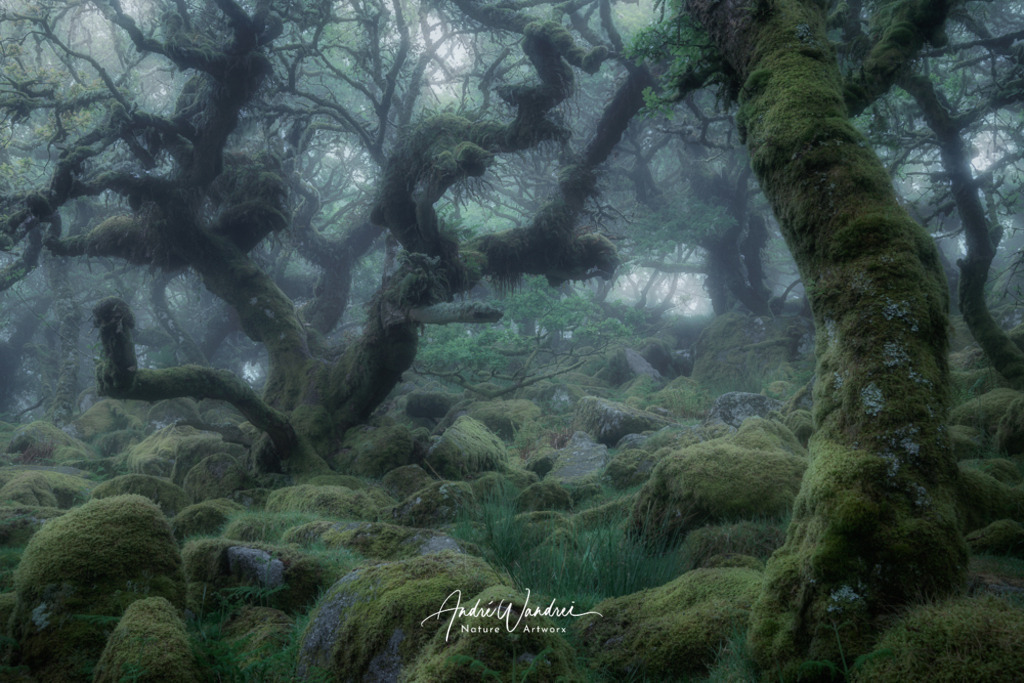 Verwunschene Wesen | Andre Wandrei - Nature Artworx - Realisiert mit Pictrs.com