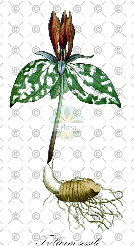 HistAbb_wfo-0001213995_2_ENZY_Simple | Historische Abbildung von Trillium sessile - Melanthiaceae (Dreiblatt) | Historical Illustration of Trillium sessile - Melanthiaceae (sessile trillium;toad trillium)