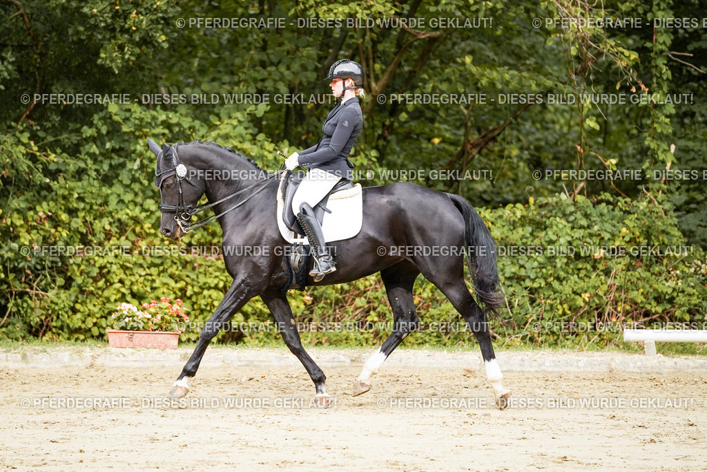 DSC03338 | Pferdegrafie