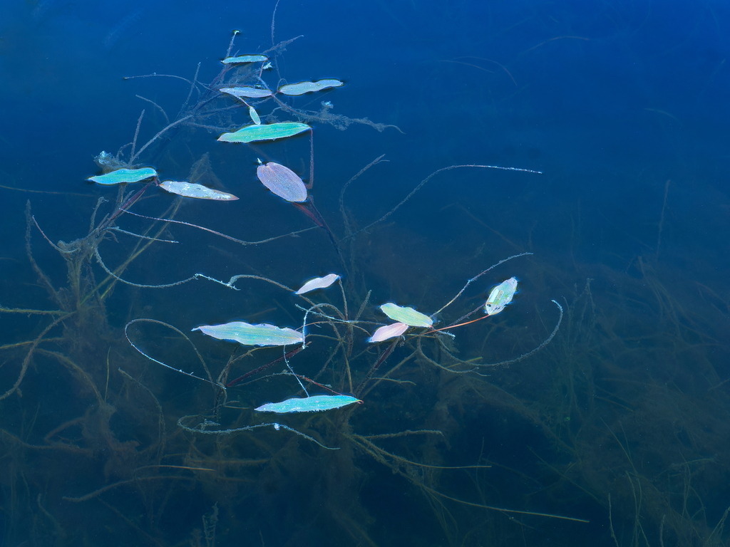 Wasserpflanzen im blauen See | Unterschiedlich farbige Blätter schwimmen auf der Seeoberfläche - Realisiert mit Pictrs.com