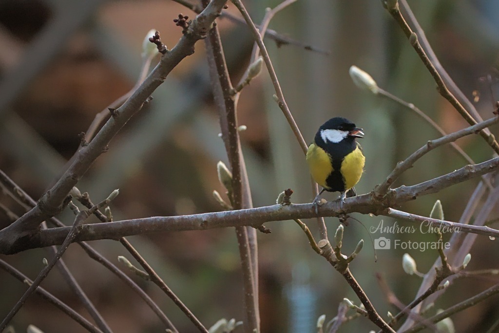 Kohlmeise (Parus major) | Die Kohlmeise ist eine Vogelart aus der Familie der Meisen. Sie ist die größte und am weitesten verbreitete Meisenart in Europa. Darüber hinaus erstreckt sich ihr Verbreitungsgebiet über den Nahen Osten und durch die gemäßigte Zone Asiens bis nach Fernost.
Quelle: Wickipedia - Realisiert mit Pictrs.com