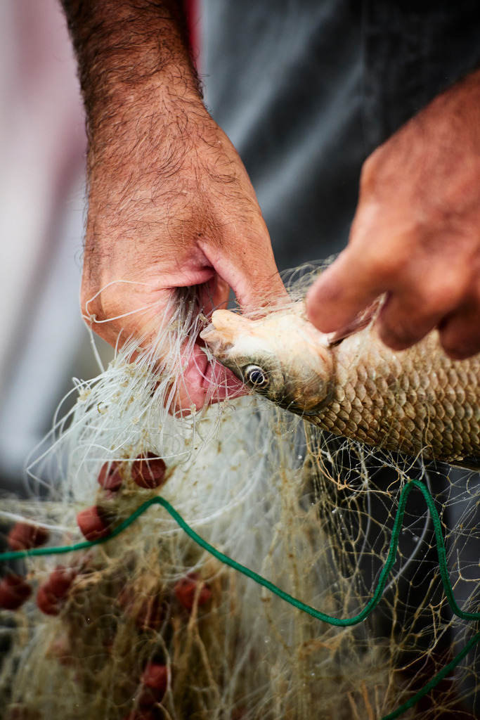 Gefangener Fisch im Netz | San Feliciano, Italien - August 31, 2016: Lago Trasimeno; ein Fischer nimmt einen gefangenen Fisch aus dem Netz. - Realisiert mit Pictrs.com