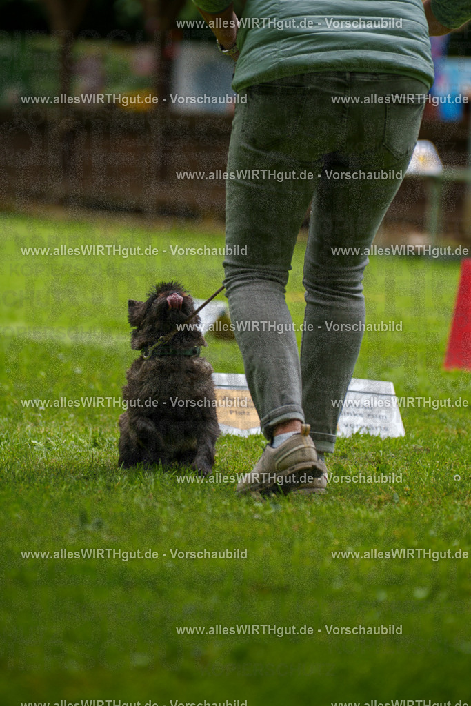 @allesWIRTHgut_Tierfotografie - www.allesWIRTHgut.de - 130256-7R509736 | Professionelle Tierfotografie in Mönchengladbach von Daniel Wirth (allesWIRTHgut). Liebevolle & natürliche Bilder von Hunden & Katzen für unvergessliche Erinnerungen.