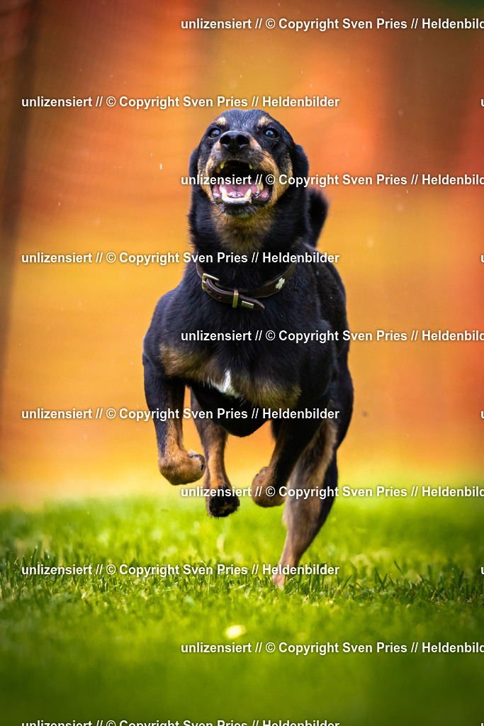 Sven Pries | 2025-09-21 - Hunderennen Baden-Oos - Realisiert mit Pictrs.com