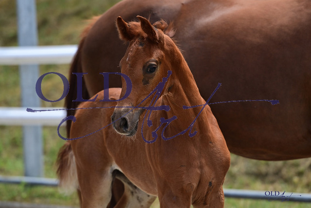 10 DE433330732823 FRE Vitalis - Fürst Romancier - Sandro Hit_DSC_7748 | <meta name="description" content="★Offizieller Merchandise und Foto-/Videostore des Oldenburger Verbandes.★ ✅Jetzt auch digital Ausdrucke erhältlich." />
<meta name="keywords" content="Merchandise Foto-/Videostore Oldenburger Verband Photographie 