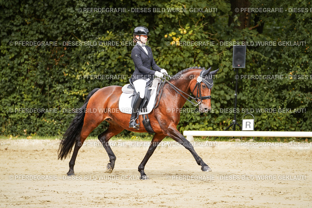 DSC01876 | Pferdegrafie