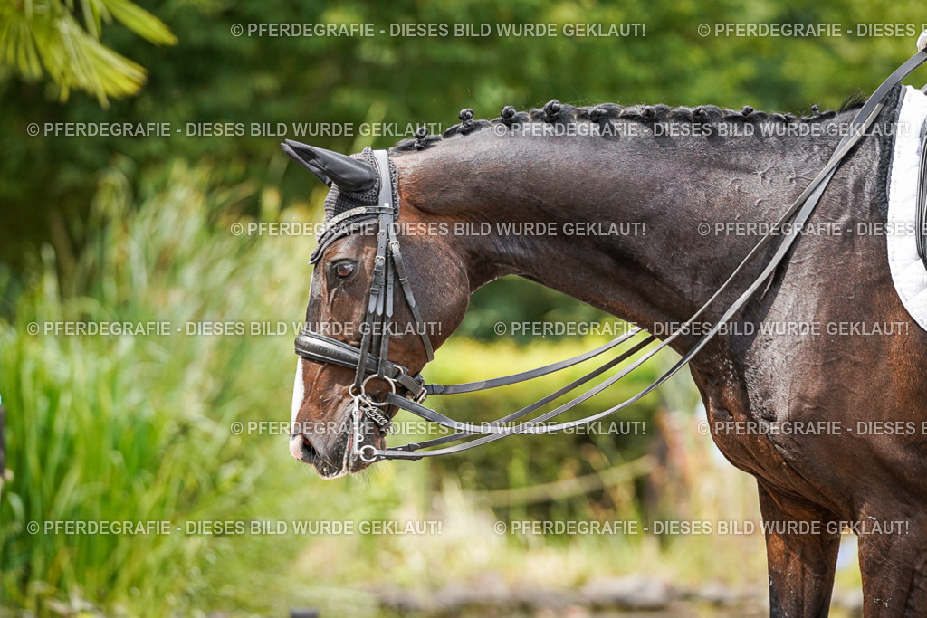 DSC05790 | Pferdegrafie