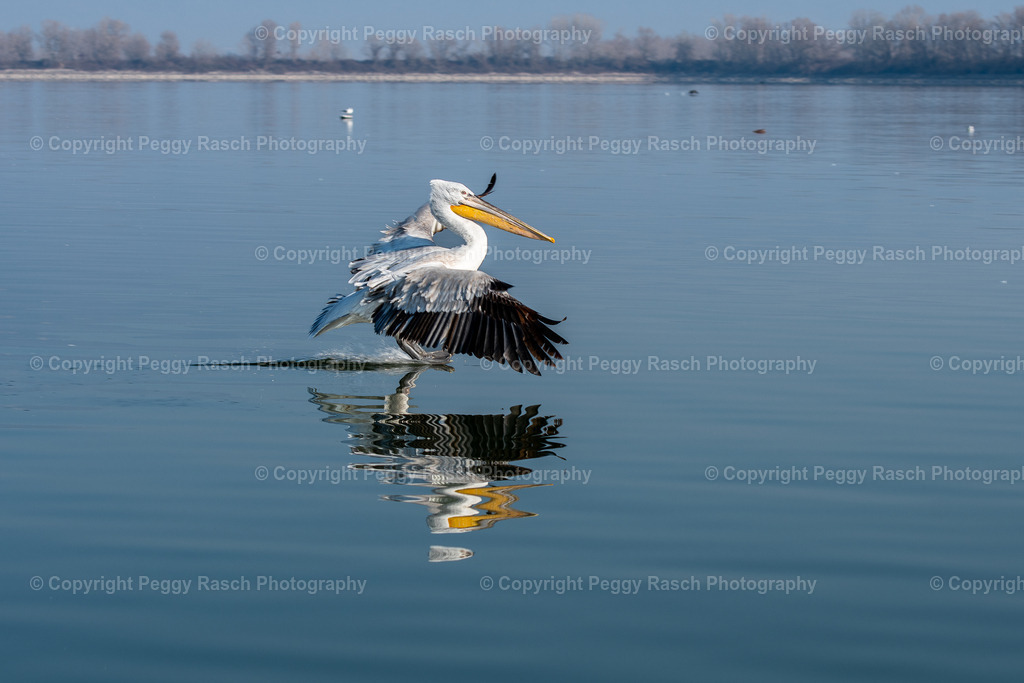 Pelikane (25) | PeggyRaschPhotography - Realisiert mit Pictrs.com