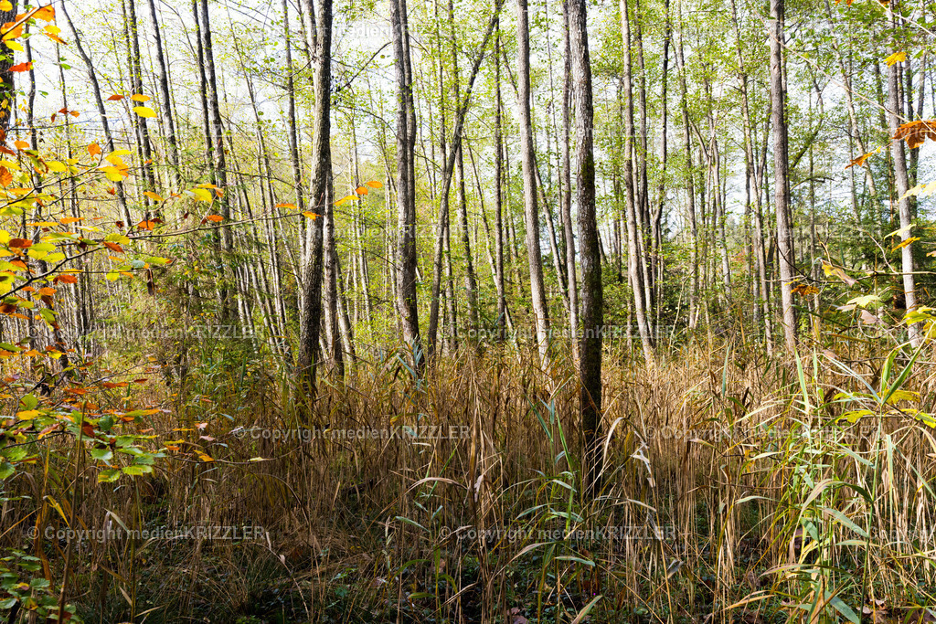 _J3A8863 | medienkrizzler - Realisiert mit Pictrs.com