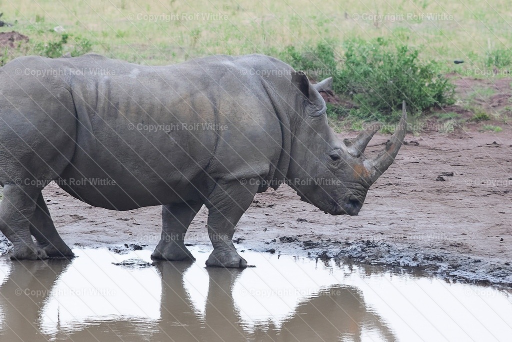 nashorn1 | Der mächtige an einen Wasserloch mit Spiegelung - Realisiert mit Pictrs.com