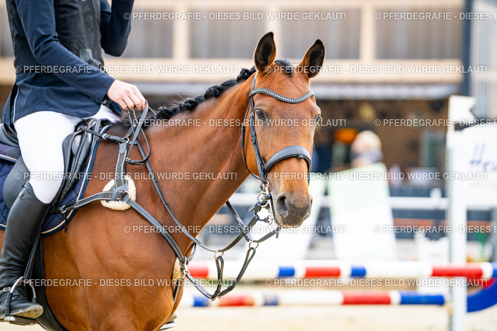 DSC09184 | Pferdegrafie