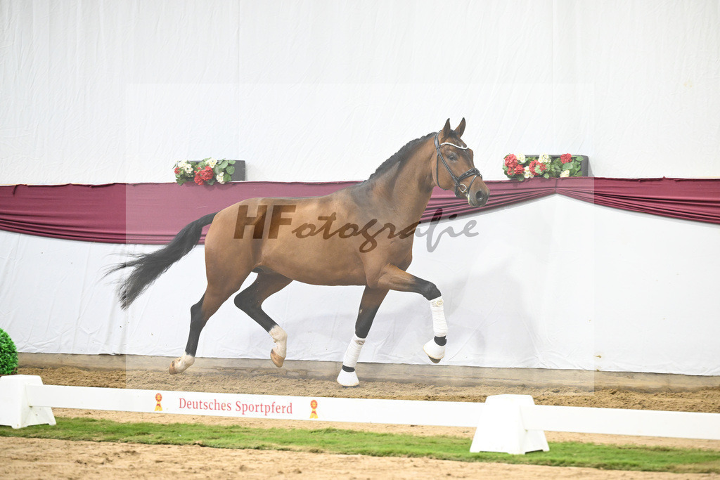 Kat-Nr. 116 Fusionist x Brentano II_Frederik Vekens_47253883 | hf-fotografie - Realisiert mit Pictrs.com