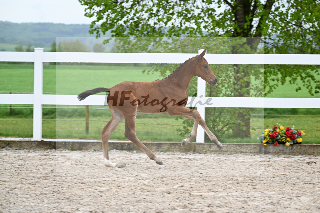 Kat-Nr. 41 SF Comanchero x Zinedream_Wanner_23261442 | hf-fotografie - Realisiert mit Pictrs.com