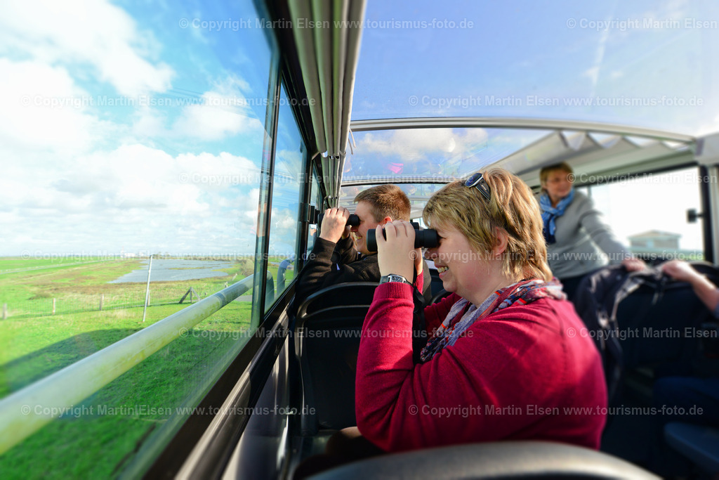 Vogelkieker Freiburg_ELS_4159 | Freiburg an der Elbe - Aufnahmedatum: 25.10.2015, Aufnahmehöhe:  m, Koordinaten:  - , Bildgröße: 7360 x  4912 Pixel - Copyright 2015 by Martin Elsen, Kontakt: Tel.: +49 157 74581206, E-Mail: info@schoenes-foto.deSchlagwörter:Vogelkieker,Bus,Kinder,Vogel,Vögel,Gänse,Nonnengänse,Wildgänse,Zugvögel,Außendeich,KVG,Natur,Wildganstage, Foto - Realisiert mit Pictrs.com
