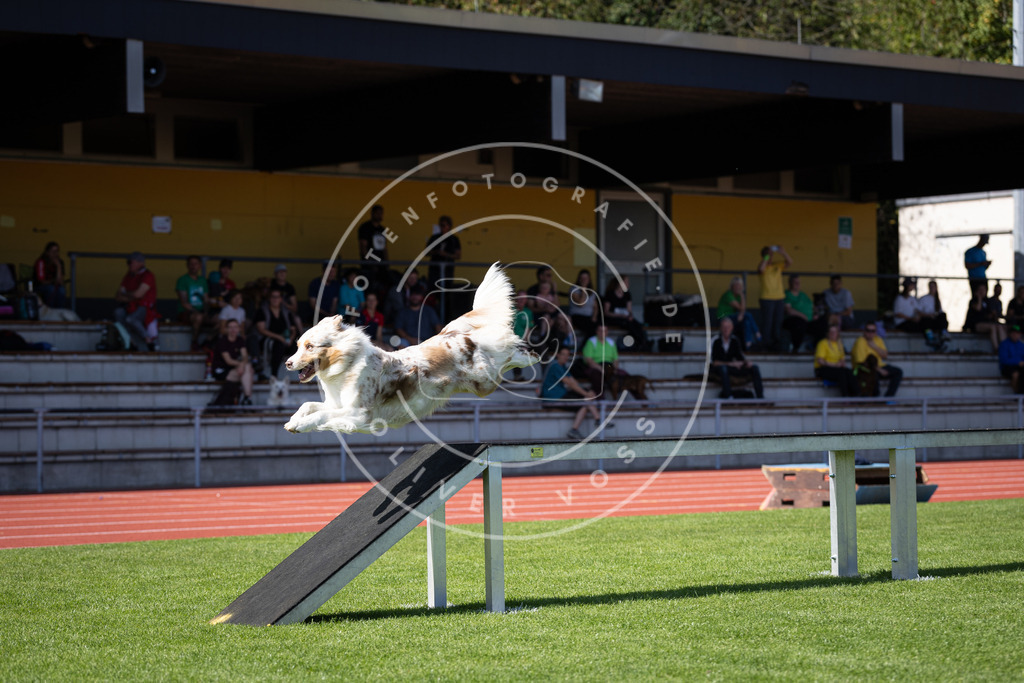 Pfotenfotografie_DV3A8270 | Hundefotografie, Tierfotograf, Pfotenfotografie, Fotoshooting Hund, Hunde Portrait, Hundesport, Hundeportraits, Heideshooting, Hunde, Sportfotograf, Hundefotograf, Turnierhundsport, THS,  - Realisiert mit Pictrs.com