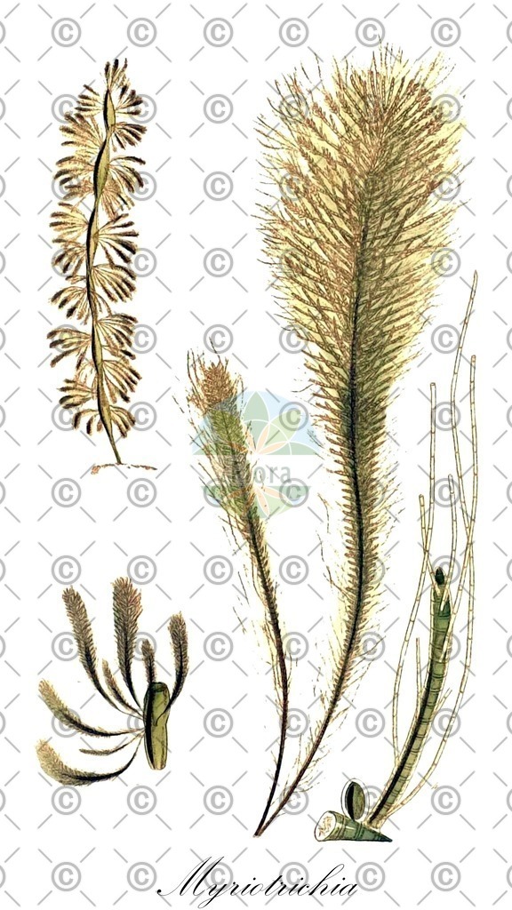 HistAbb_wfo-0000447317_1_ENZY_Simple | Historische Abbildung von Myriotrichia - Chordariaceae (0) | Historical Illustration of Myriotrichia - Chordariaceae (0)