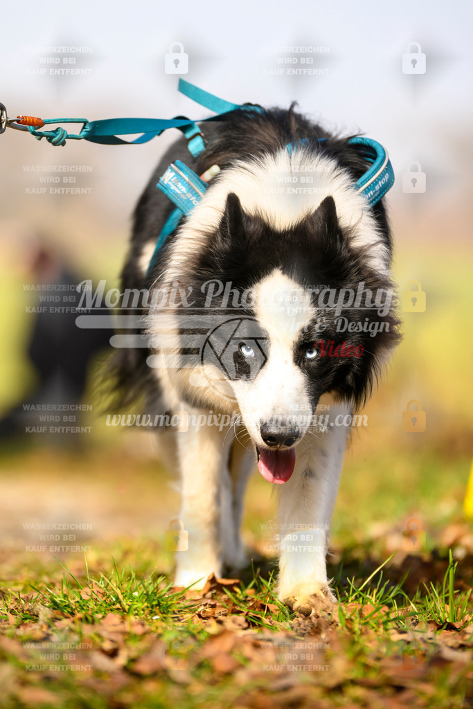 MompixPhotography_6ReiatRennen2026_SA_HappyDog-84 | PayLife