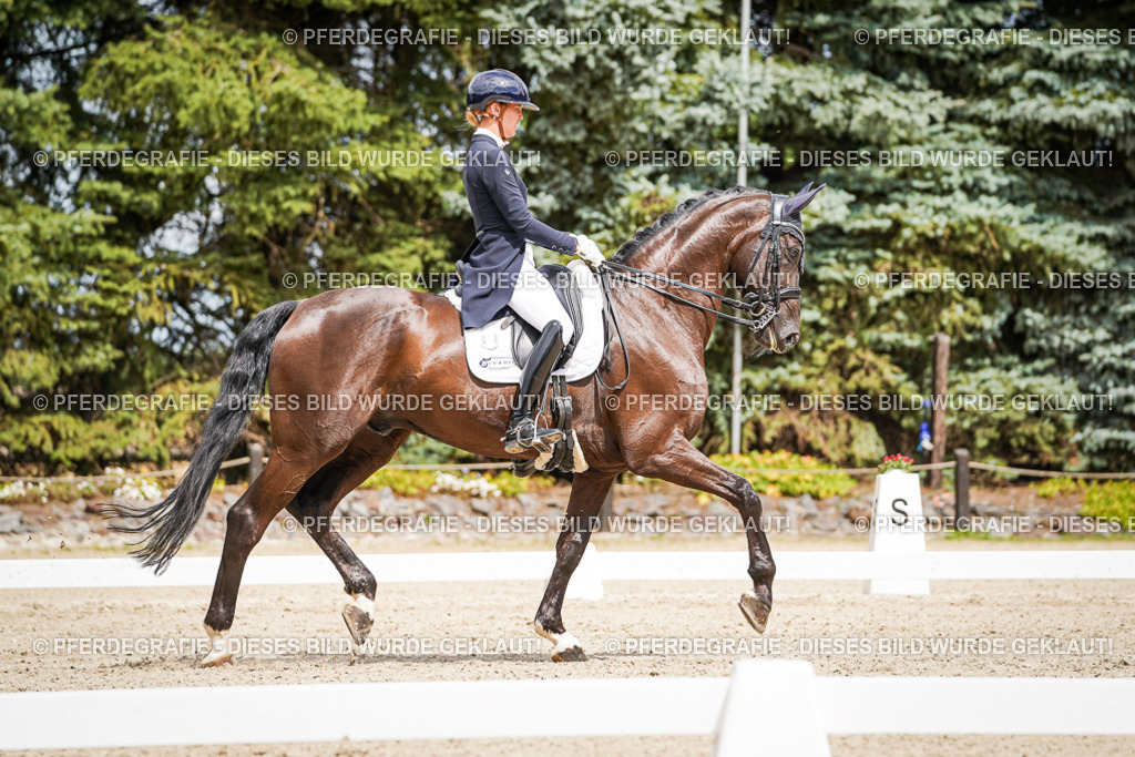 DSC06010 | Pferdegrafie