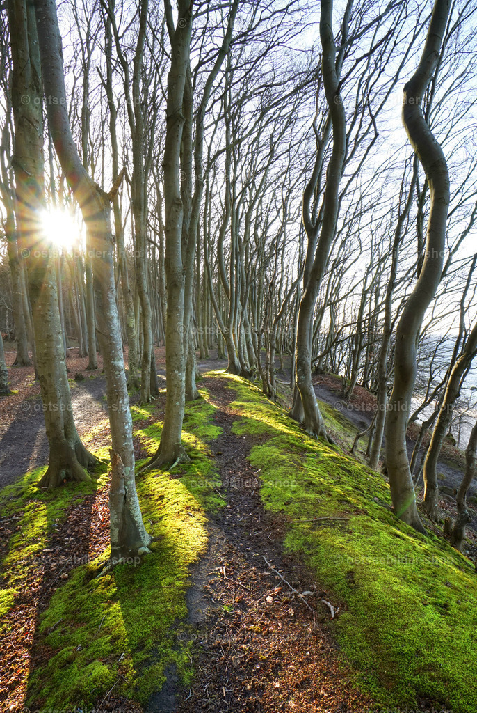 Märchenhafter Wald am Meer | Sonnenstrahlen bringen etwas Licht in den Buchenwald am Steilufer der Ostseeküste Rügens.